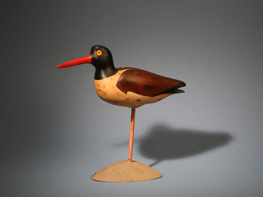 Oystercatcher