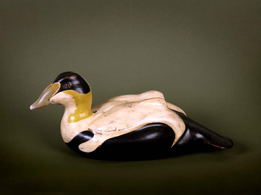 Common Eider