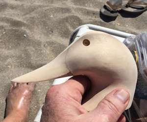 Canvasback Head