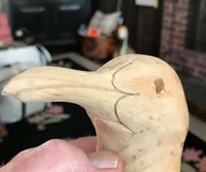 Gull Head