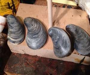 Handcarved wooden mussels