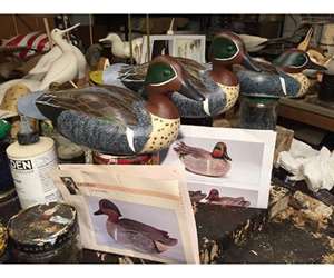 Green Winged Teal