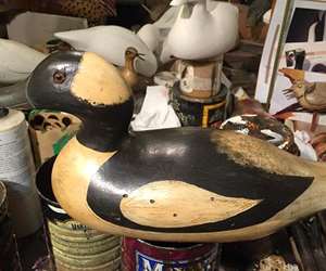 Bufflehead in workshop