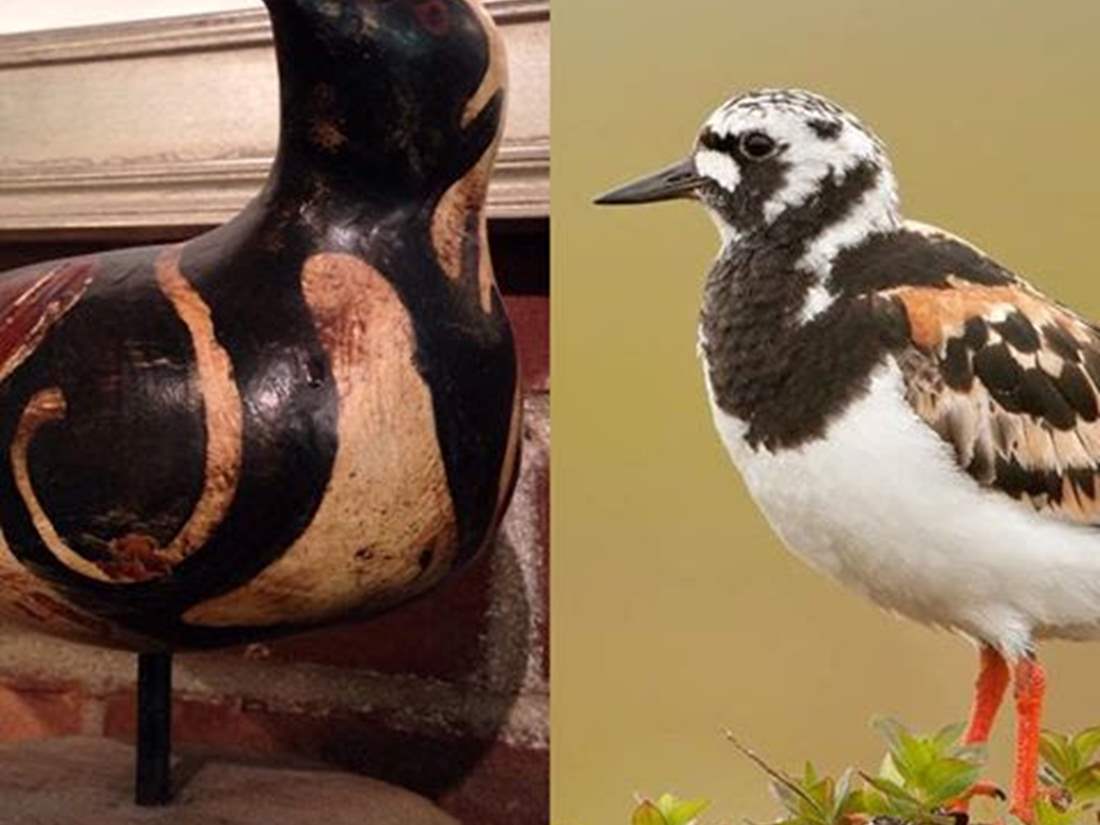 Ruddy Turnstone