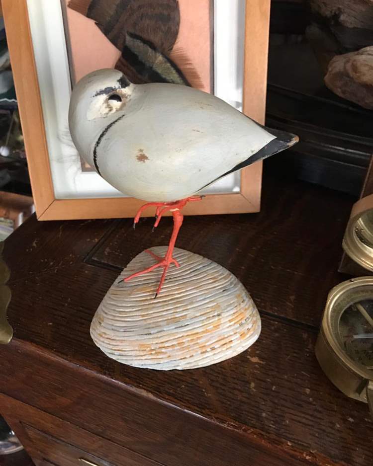 Sleeping Piping Plover on handcarved wood shell