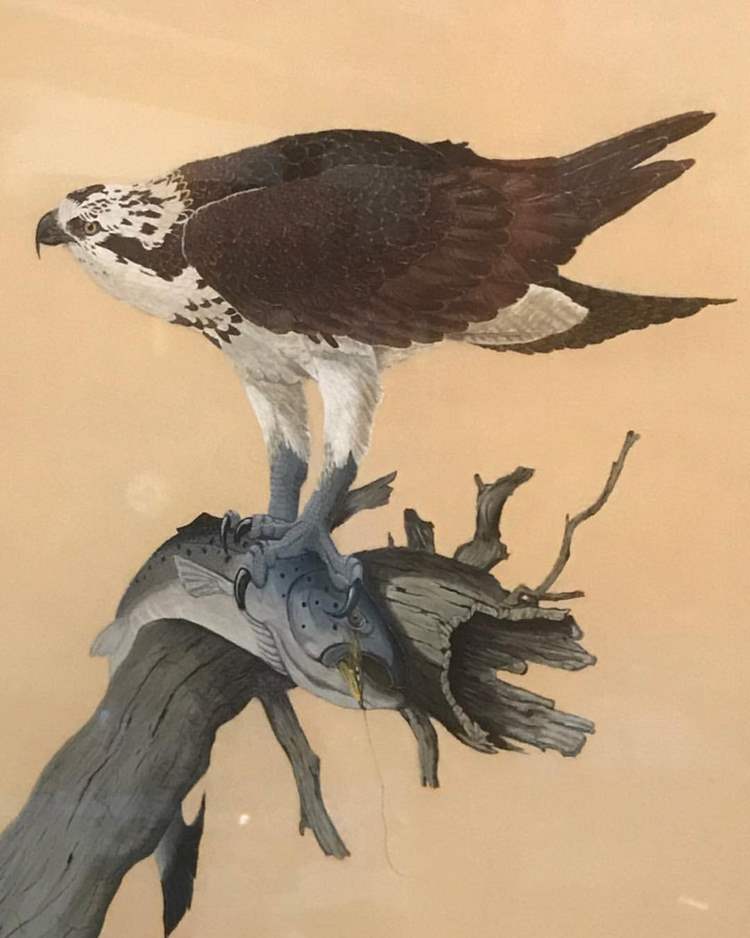 Osprey