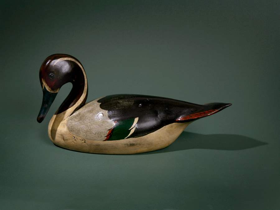 Pintail