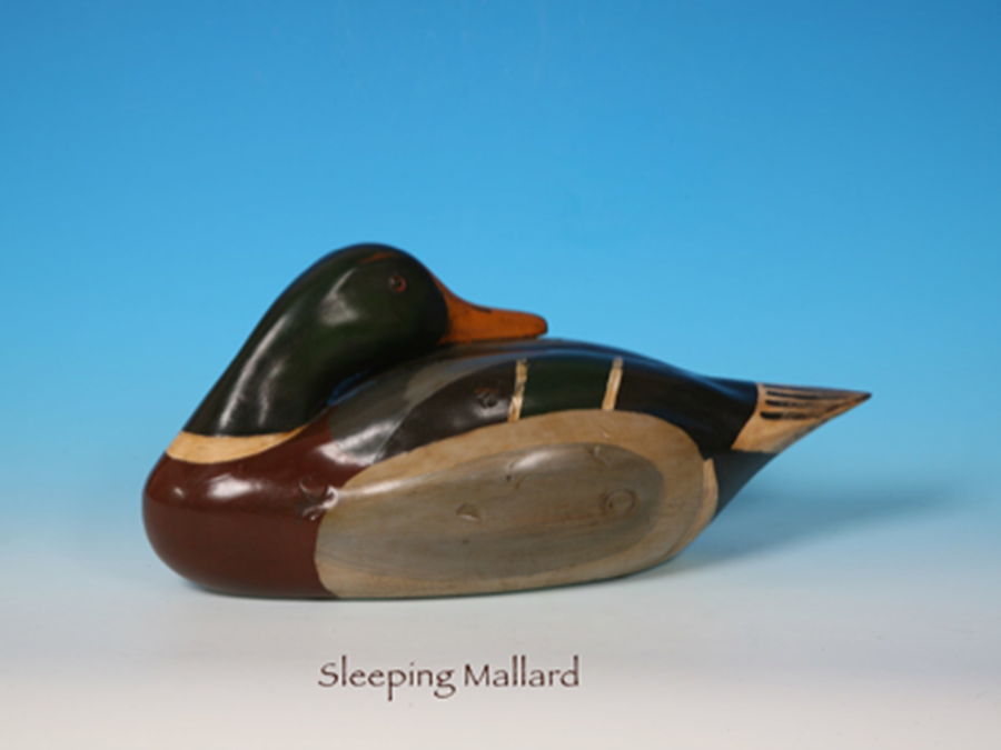 Sleeping Mallard