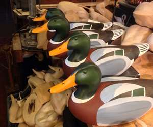 Mallards