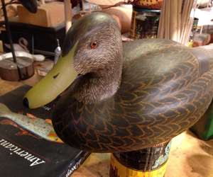 Blackduck