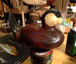 Breeding Ruddy Duck